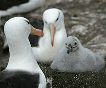 Albatros à sourcils noirs