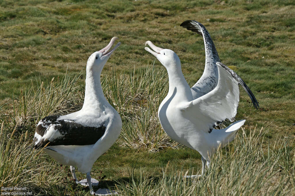 Snowy Albatrossadult breeding, pigmentation, courting display