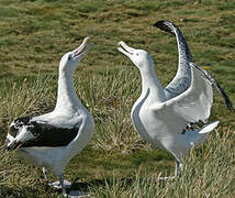 Snowy Albatross