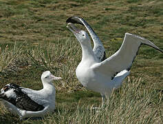 Albatros hurleur