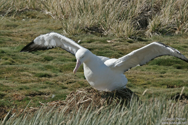Snowy Albatrossadult, habitat, Reproduction-nesting
