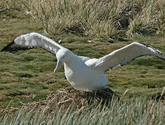 Snowy Albatross