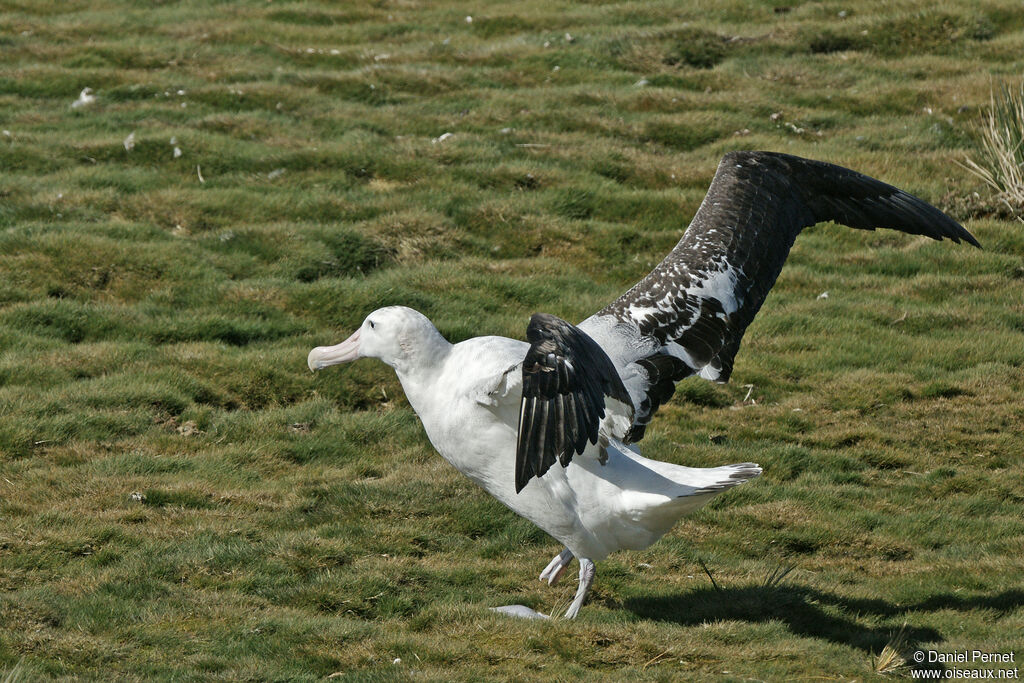 Wandering Albatrossadult, Flight