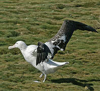 Snowy Albatross