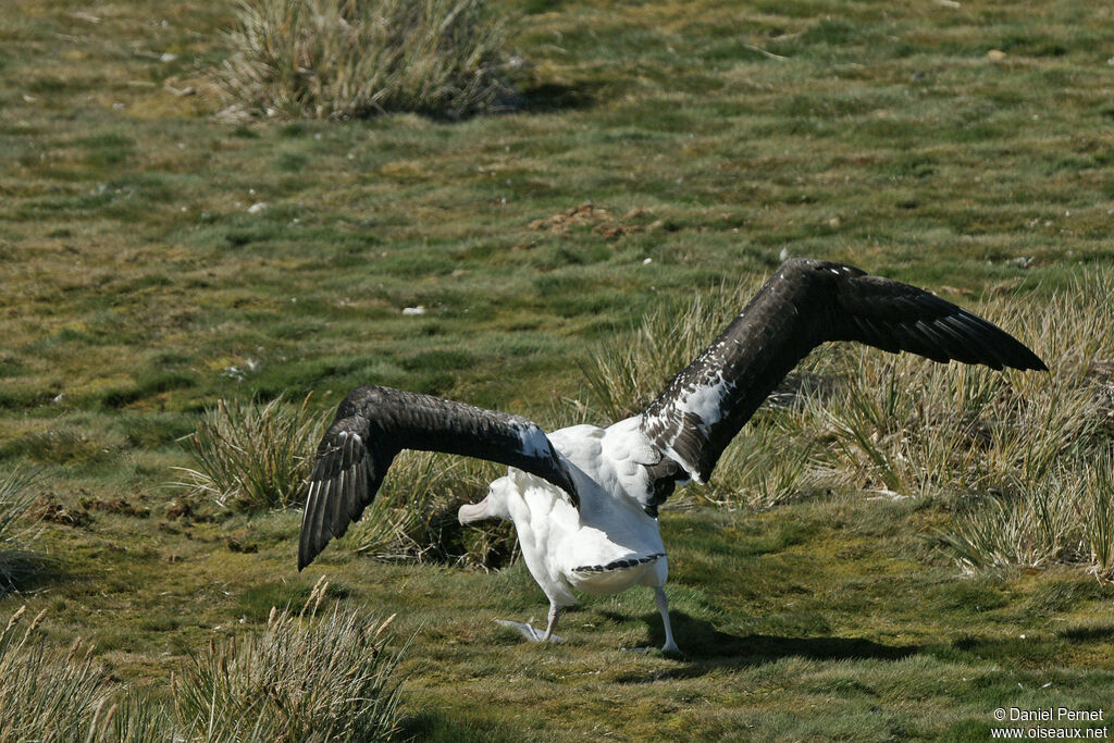 Albatros hurleuradulte, Vol