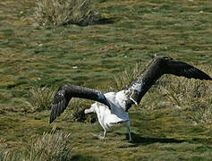 Snowy Albatross