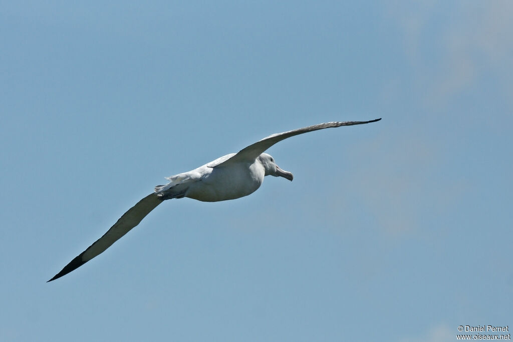 Albatros hurleuradulte, Vol