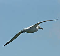 Snowy Albatross