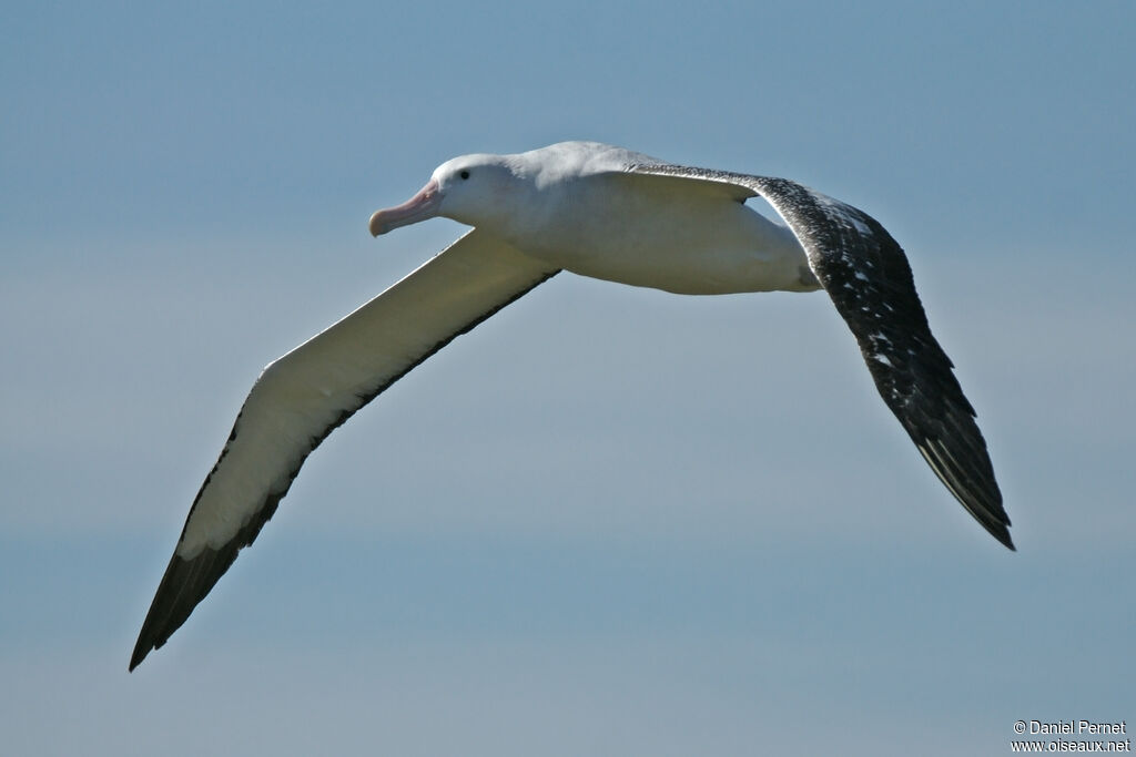 Snowy Albatrossadult, Flight