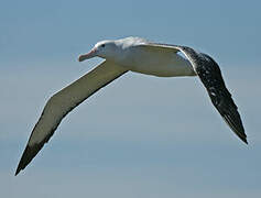 Snowy Albatross