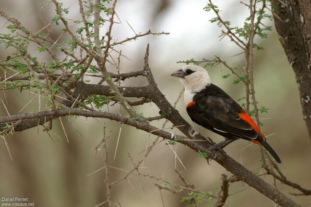 White-headed Buffalo Weaver male adult post breeding, identification