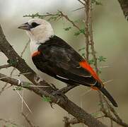 White-headed Buffalo Weaver