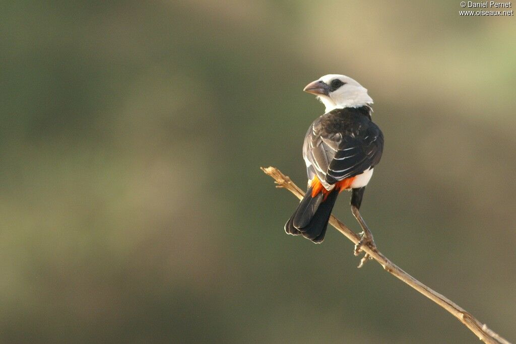 White-headed Buffalo Weaver male, identification