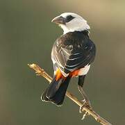 White-headed Buffalo Weaver