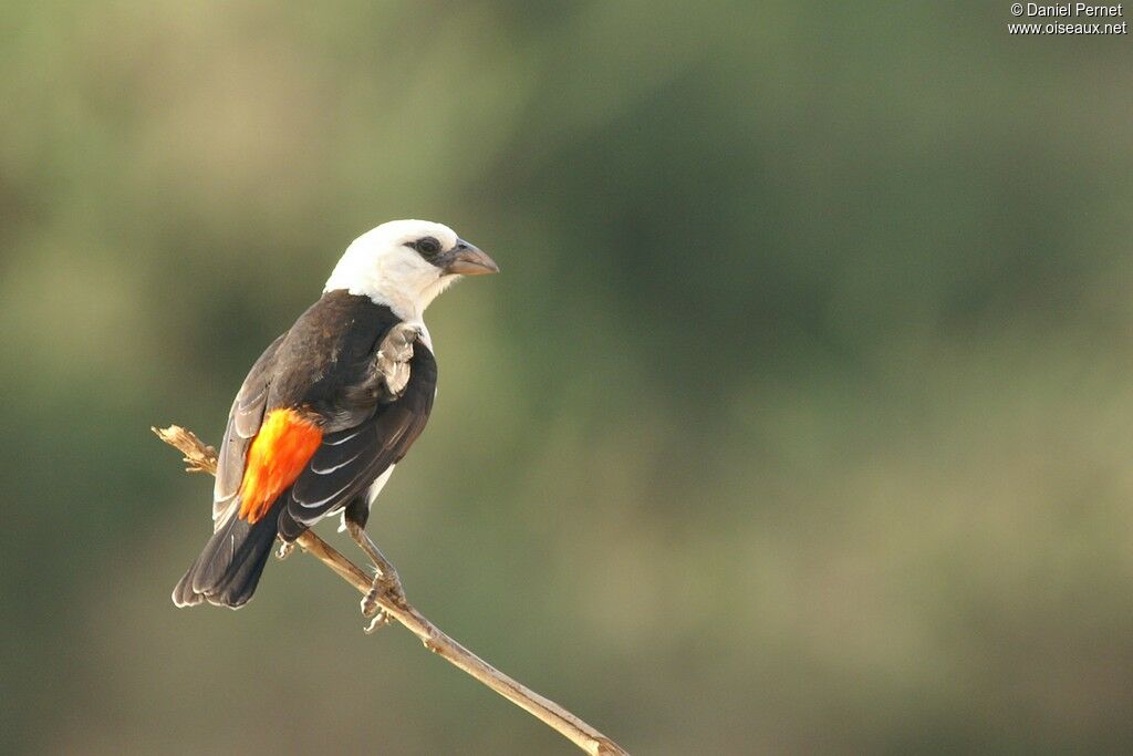 White-headed Buffalo Weaver male adult, identification