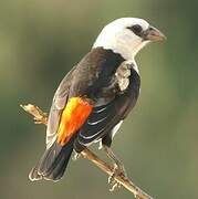 White-headed Buffalo Weaver