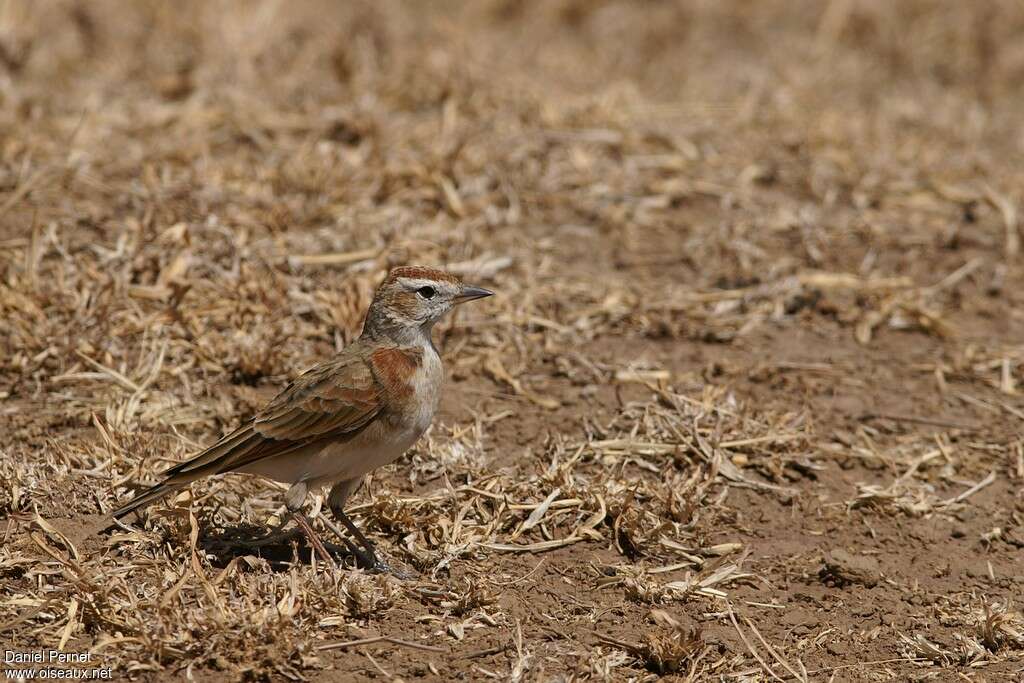 Red-capped Larkadult, identification