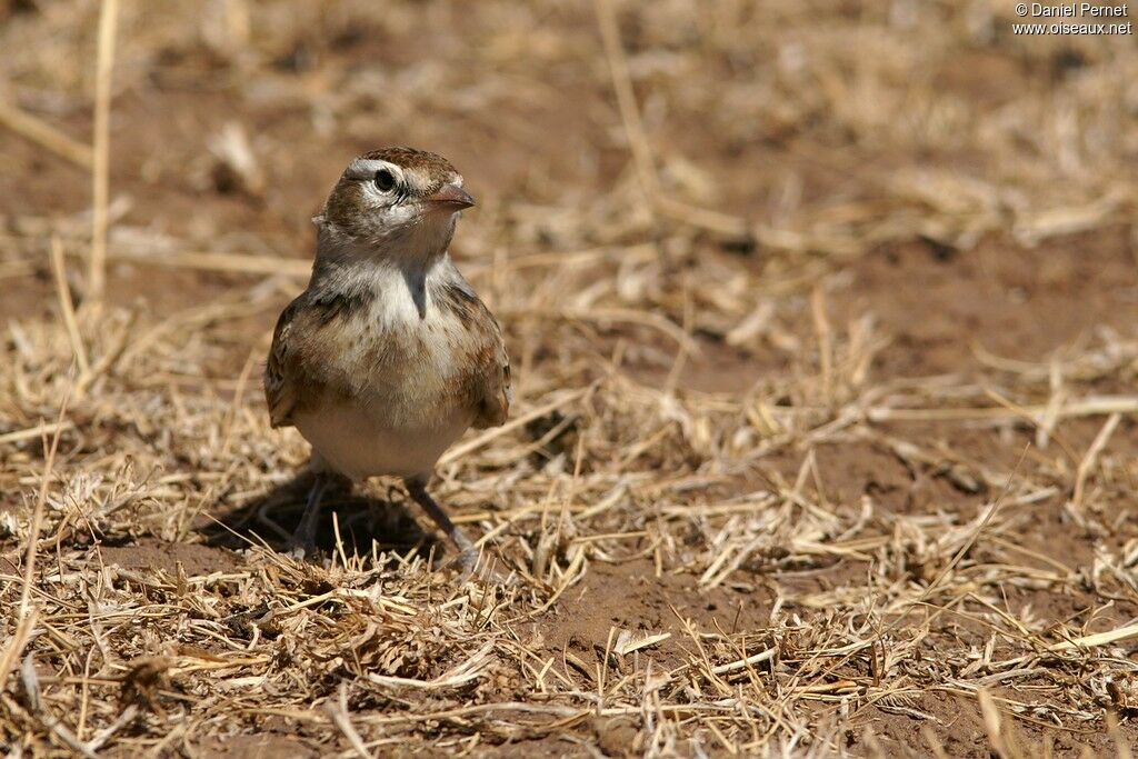 Red-capped Lark, identification