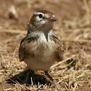 Red-capped Lark