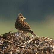 Eurasian Skylark