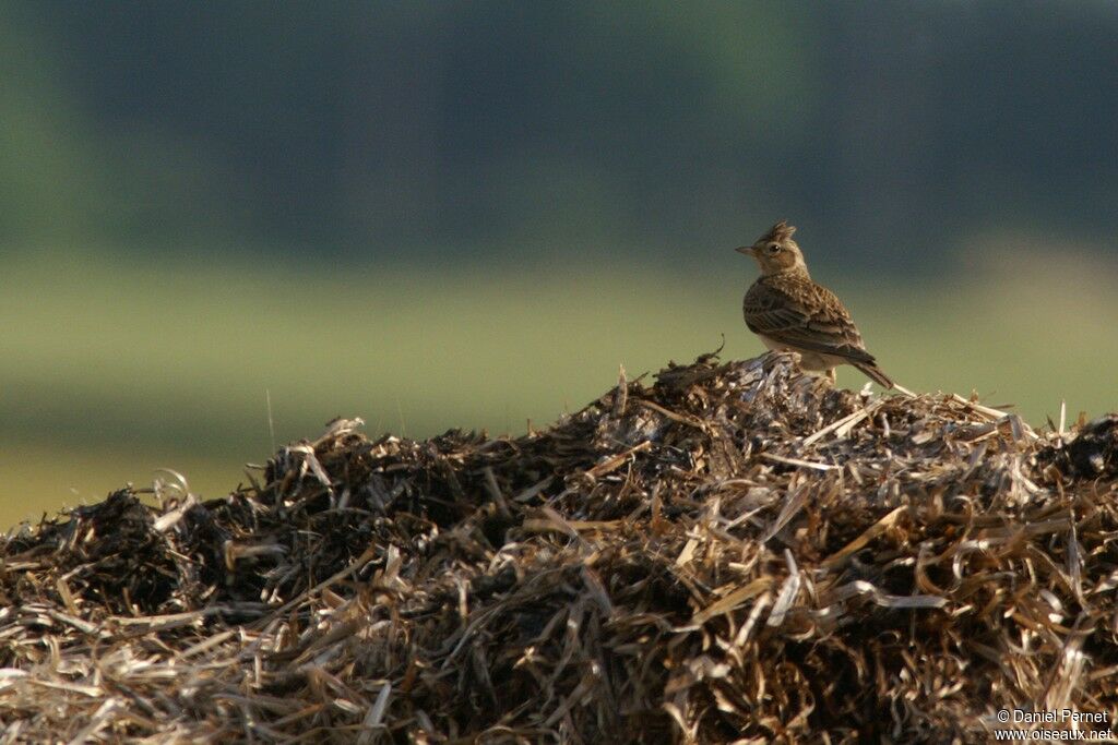 Eurasian Skylarkadult, identification