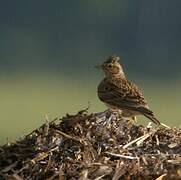 Eurasian Skylark