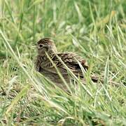 Eurasian Skylark