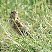 Eurasian Skylark