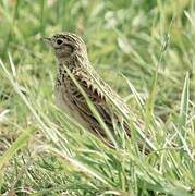 Eurasian Skylark