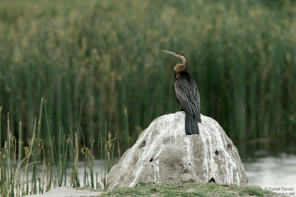 Anhinga d'Afriqueadulte