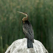 African Darter