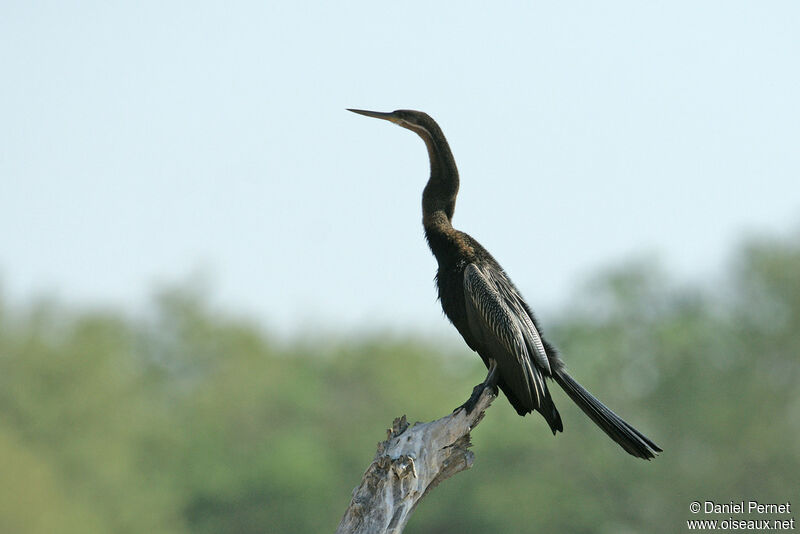 African Darter male adult