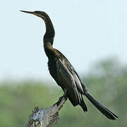 African Darter