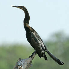 Anhinga d'Afrique