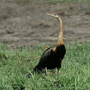 Anhinga d'Afrique