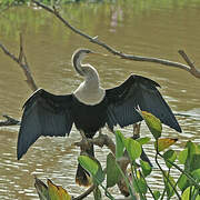 Anhinga