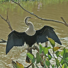 Anhinga d'Amérique