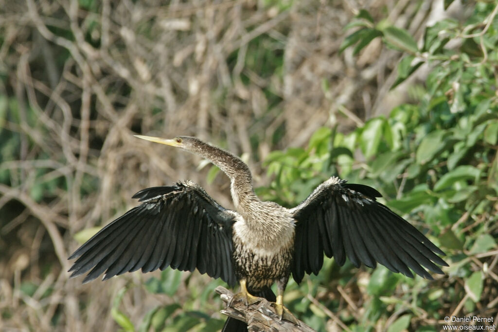 Anhinga d'Amérique femelle adulte, identification, Comportement