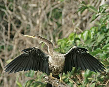 Anhinga