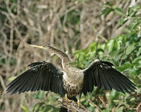 Anhinga d'Amérique