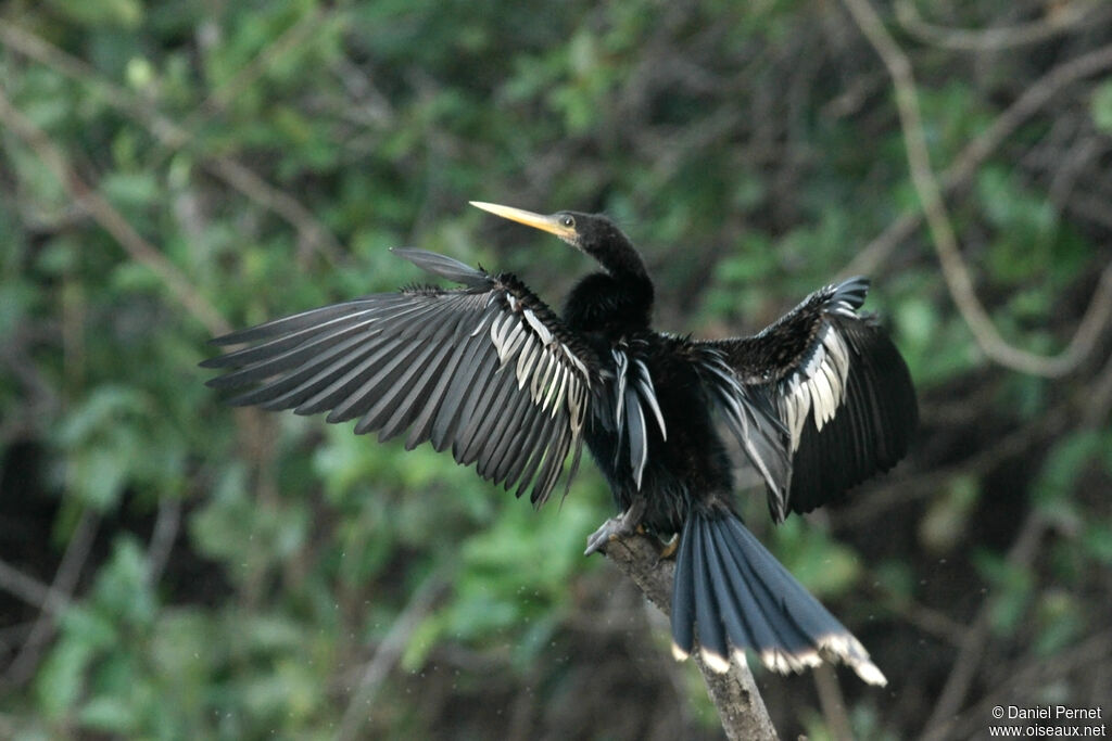 Anhinga male adult, identification, Behaviour