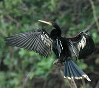 Anhinga