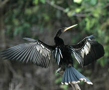 Anhinga d'Amérique