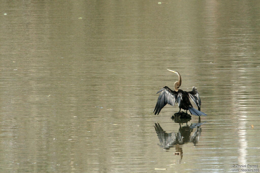 Anhinga rouxadulte, identification