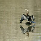 Anhinga roux