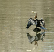 Oriental Darter