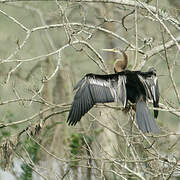 Anhinga roux