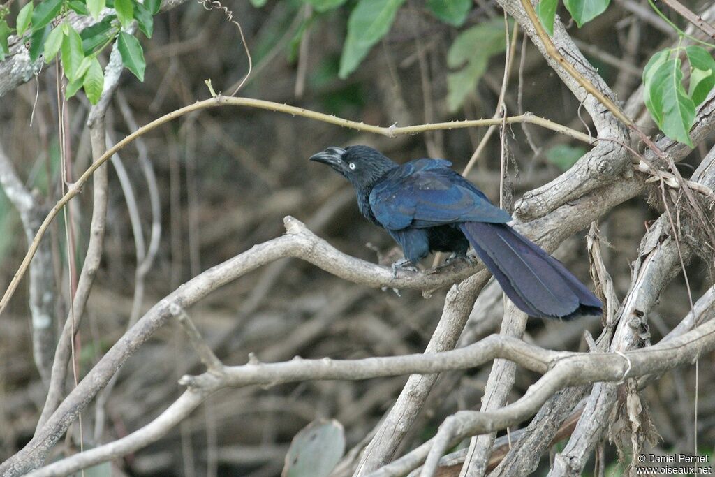 Greater Aniadult, identification