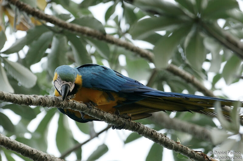 Blue-and-yellow Macawadult, identification, Behaviour