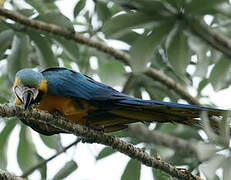 Blue-and-yellow Macaw